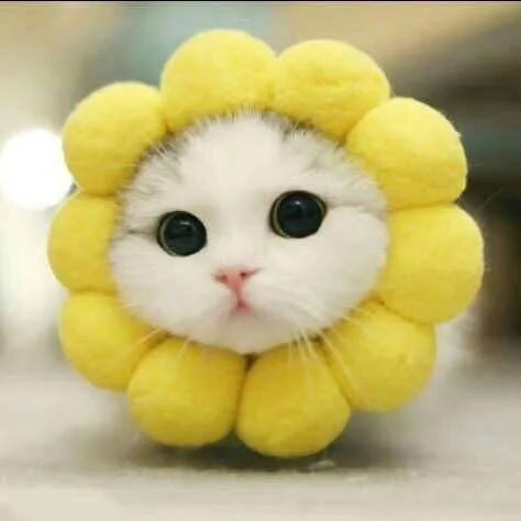 猫咪情侣头像