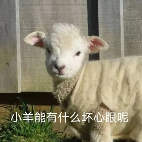 小羊能有什么坏心眼呢（小羊能有什么坏心眼呢）