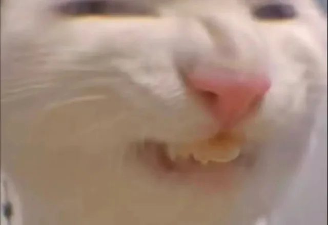 万能无字表情包 猫猫表情包（万能无字表情包 猫猫表情包）