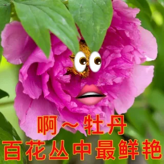 啊牡丹百花丛中最鲜艳