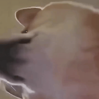 狗狗流鼻涕 GIF 动图表情包（狗狗流鼻涕 GIF 动图表情包）
