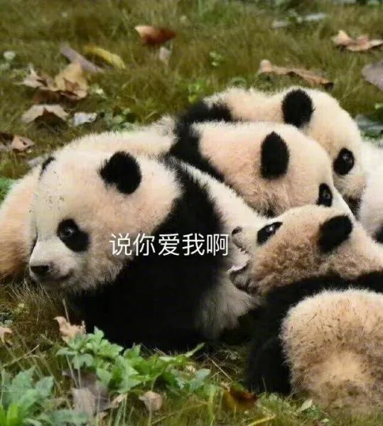 说你爱我啊
