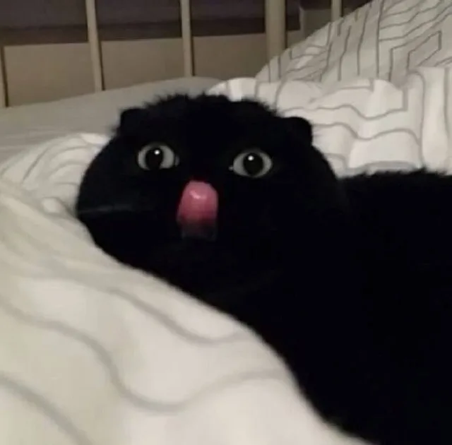 黑色猫咪略略略小舌头（黑色猫咪略略略小舌头）