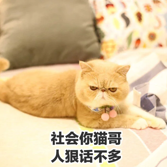 社会你猫哥，人狠话不多