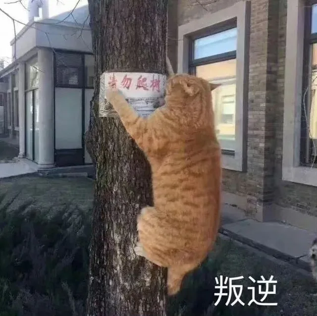 清勿熙树叛逆（清勿熙树叛逆）