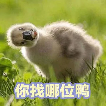 你找哪位鸭（你找哪位鸭）