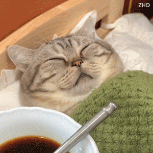 猫猫该喝药了 GIF 动图表情包（猫猫该喝药了 GIF 动图表情包）
