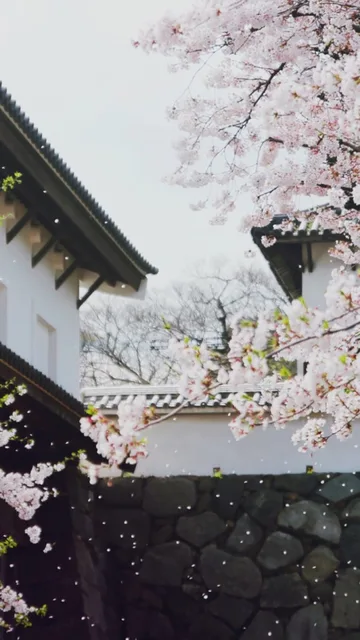 白墙樱花壁纸（白墙樱花壁纸）