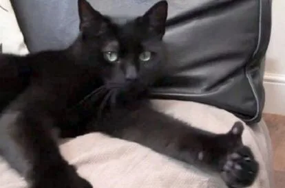 猫咪竖起了大拇指，老哥稳（猫咪竖起了大拇指，老哥稳）
