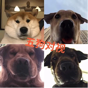 狗对视