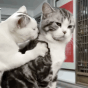 猫猫动图表情包（猫猫动图表情包）