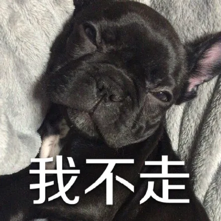 我不走（我不走）