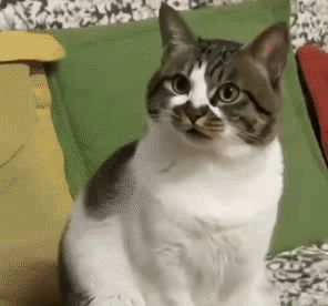 猫猫惊呆了（猫猫惊呆了）