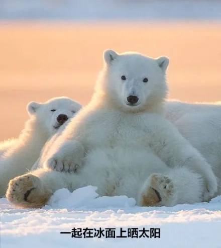 北极熊的自述：因为全球变暖，我的家要消失了_北极熊表情包