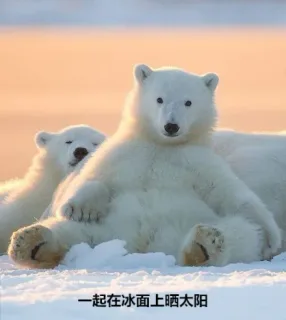 北极熊的自述：因为全球变暖，我的家要消失了_北极熊
