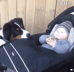 狗子看护萌娃