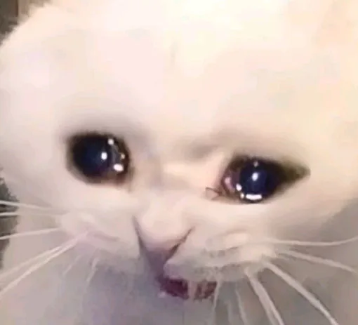 流泪猫咪（流泪猫咪）