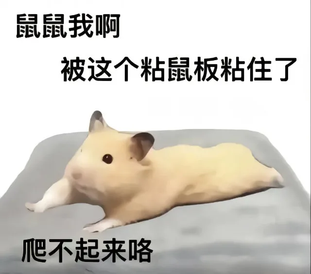 鼠鼠我啊被这个粘鼠板粘住了爬不起来咯（鼠鼠我啊被这个粘鼠板粘住了爬不起来咯）