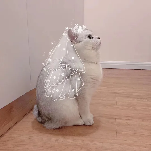 小猫咪情侣头像表情包