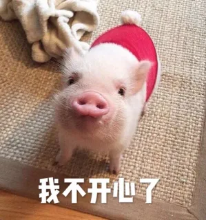 都是猪猪的表情_猪_萌萌哒