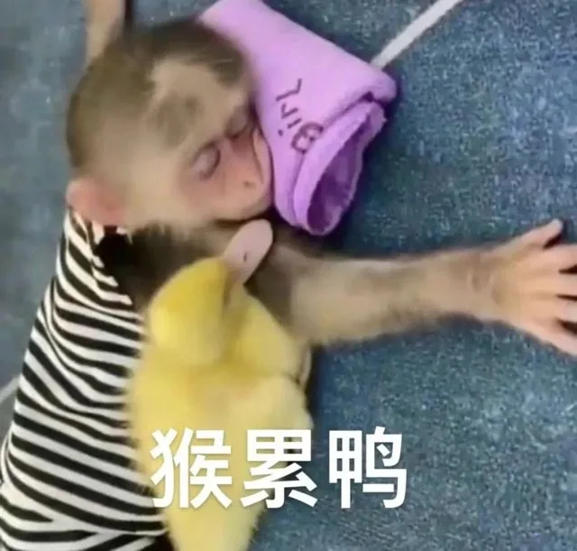 猴累鸭（猴累鸭）