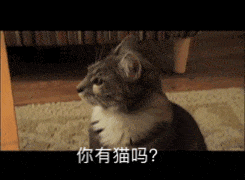 猫咪转头动图：你有猫吗？（猫咪转头动图：你有猫吗？）