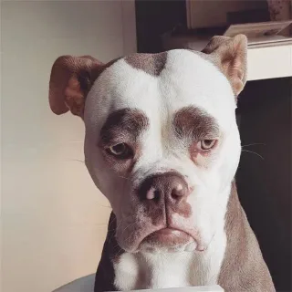 什么样的狗让你看一眼就笑出声来