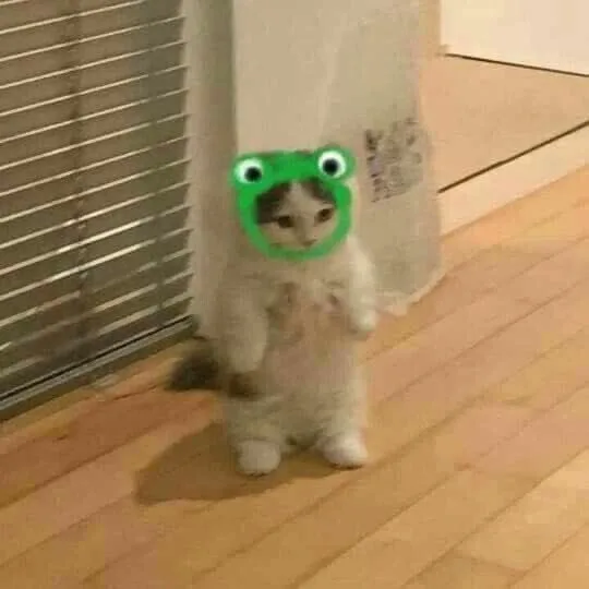 猫猫青蛙头