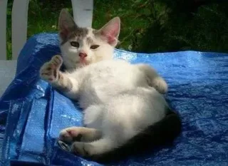 猫咪竖起了大拇指，老哥稳