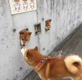 兄弟来监狱里看我了