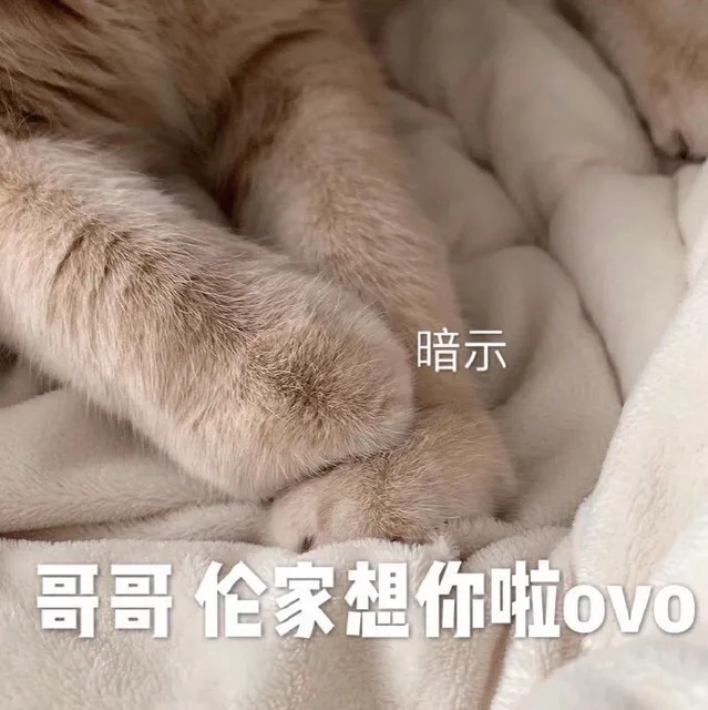 今日份猫猫