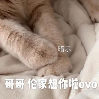 今日份猫猫表情包