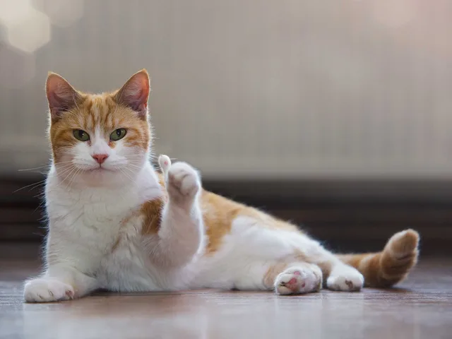 猫咪竖起了大拇指，老哥稳_猫咪_大拇指_老哥稳_萌萌哒_群聊表情包