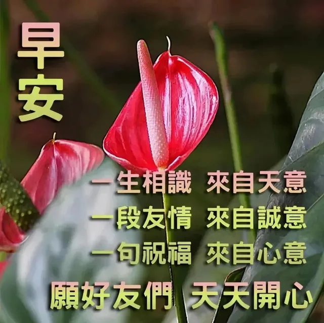 一生相識來自天意一段友情來自誠意一句祝福來自心意願好友們天天開心