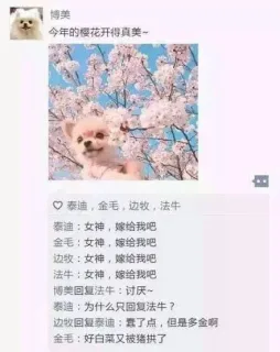 博美：今年的樱花开得真美~