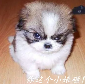 你这个小婊砸（你这个小婊砸）