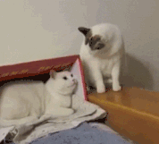 猫咪的暴击 GIF 动图