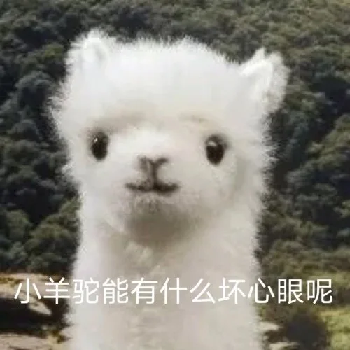 小羊驼能有什么坏心眼呢（小羊驼能有什么坏心眼呢）