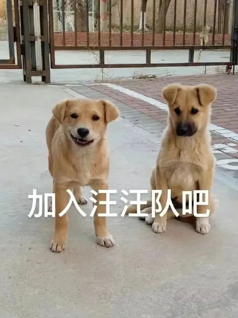 加入汪汪队吧（加入汪汪队吧）