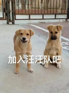 加入汪汪队吧
