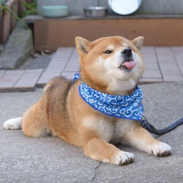 doge略略略小舌头