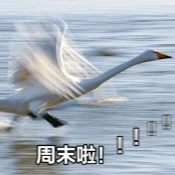 周末啦!(奔跑的鹅)