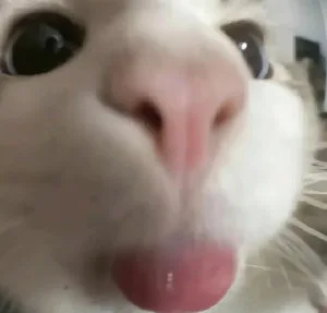 猫猫头表情包（猫猫头表情包）