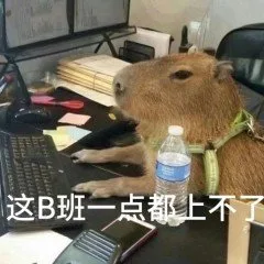 这B班一点都上不了(水豚表情包)（这B班一点都上不了(水豚表情包)）