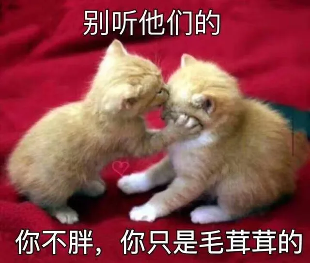 别听他们的，你不胖，你只是毛茸茸的