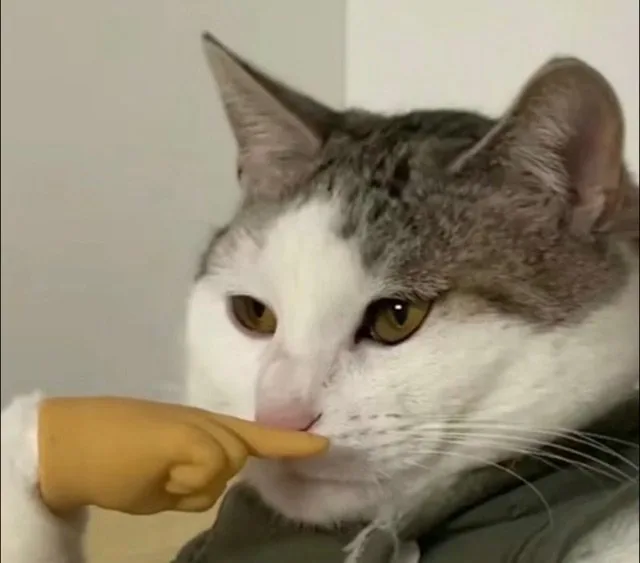 猫猫思索思考表情包（猫猫思索思考表情包）