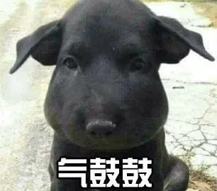气鼓鼓气鼓鼓（汪星人）_气鼓鼓