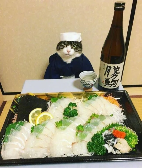 猫咪等着就餐