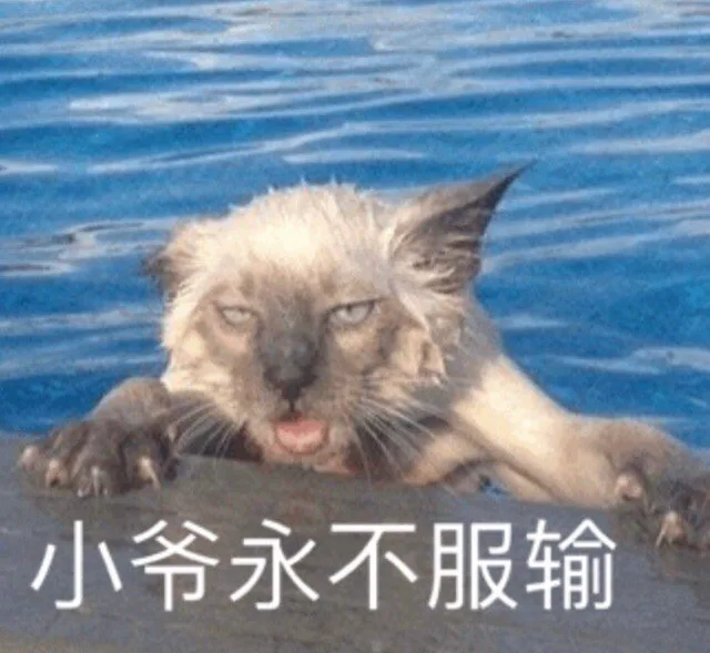 小爷永不服输（猫咪表情包）