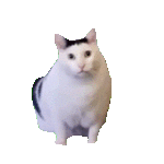猫猫 GIF 动图（猫猫 GIF 动图）